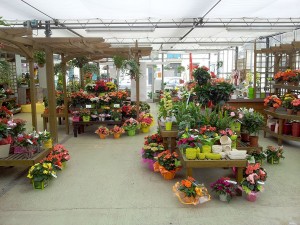 magasin-fleurs-fleuriste-flutre-eu