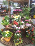 plantes-fleuriste-flutre-ville-eu